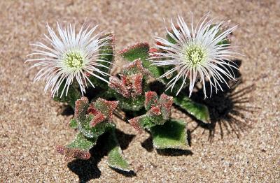 Fleurs du bord de mer