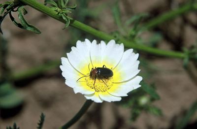 Insecte dans une fleur