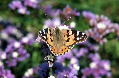 Papillon sur une fleur