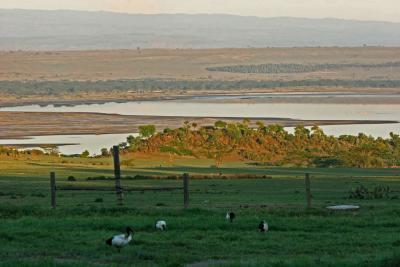 Rserve du lac Nakuru