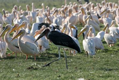 Rserve du lac Nakuru