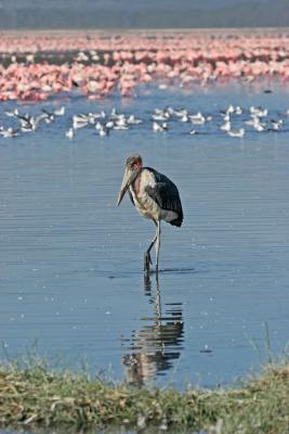 Rserve du lac Nakuru