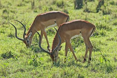 Rserve du lac Nakuru