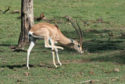 Rserve du lac Nakuru