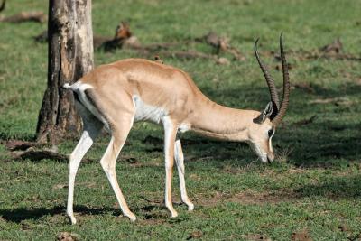 Rserve du lac Nakuru