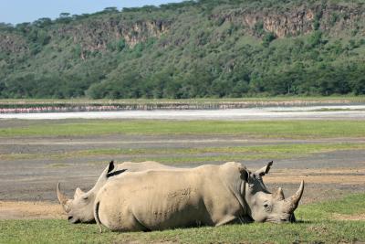 Rserve du lac Nakuru