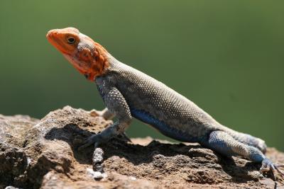 Réserve du lac Nakuru