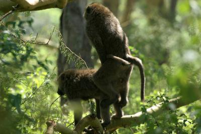 Rserve du lac Nakuru