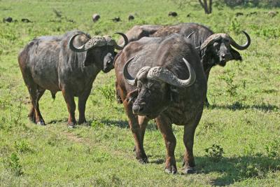 Rserve du lac Nakuru