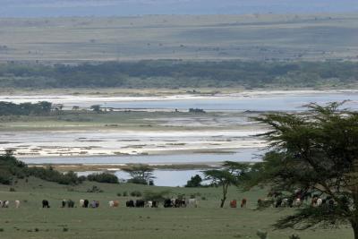 Rserve du lac Nakuru
