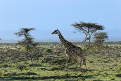 Sur les pistes en direction de la rserve de Masa-Mara