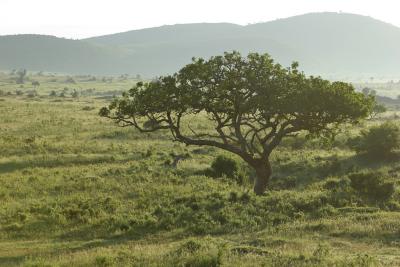 Premier safari dans la rserve de Masa-Mara