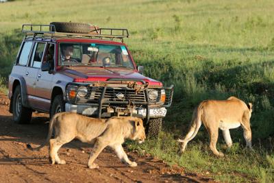 Premier safari dans la rserve de Masa-Mara