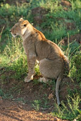Premier safari dans la rserve de Masa-Mara