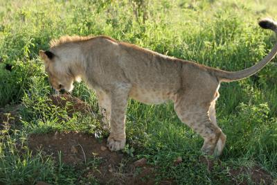 Premier safari dans la rserve de Masa-Mara