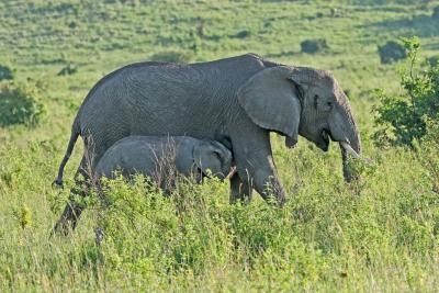 Premier safari dans la rserve de Masa-Mara