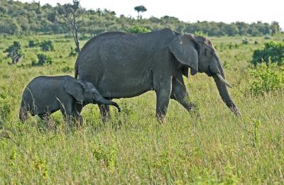 Premier safari dans la rserve de Masa-Mara