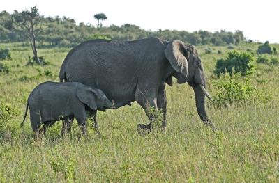 Premier safari dans la rserve de Masa-Mara