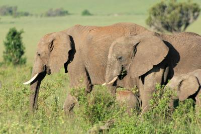 Premier safari dans la rserve de Masa-Mara