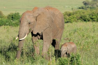 Premier safari dans la rserve de Masa-Mara