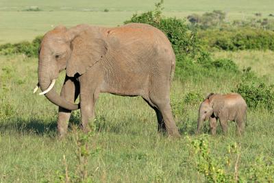 Premier safari dans la rserve de Masa-Mara