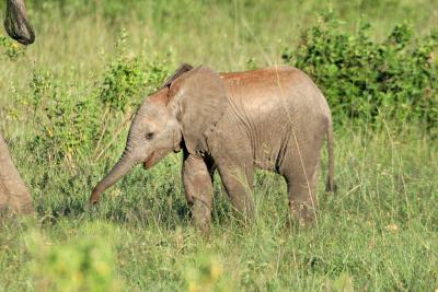 Premier safari dans la rserve de Masa-Mara