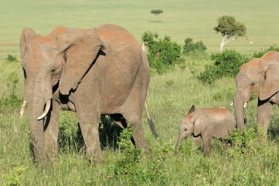 Premier safari dans la rserve de Masa-Mara