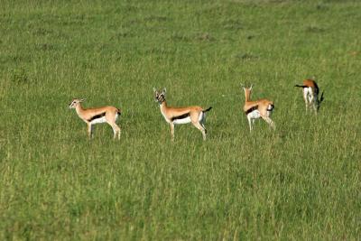 Premier safari dans la rserve de Masa-Mara