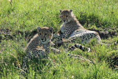 Premier safari dans la rserve de Masa-Mara