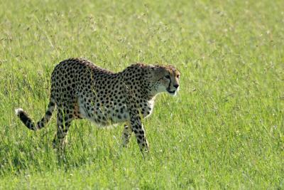 Premier safari dans la rserve de Masa-Mara