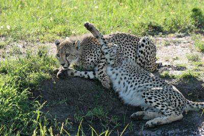 Premier safari dans la rserve de Masa-Mara