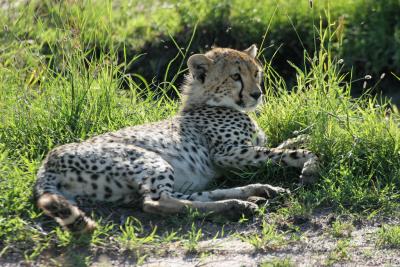 Premier safari dans la rserve de Masa-Mara