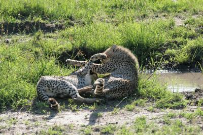 Premier safari dans la rserve de Masa-Mara