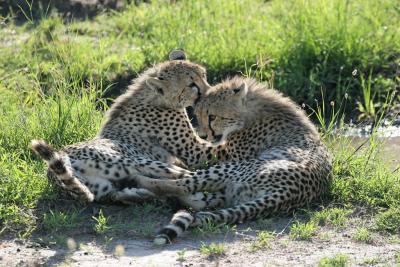 Premier safari dans la rserve de Masa-Mara