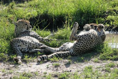 Premier safari dans la rserve de Masa-Mara