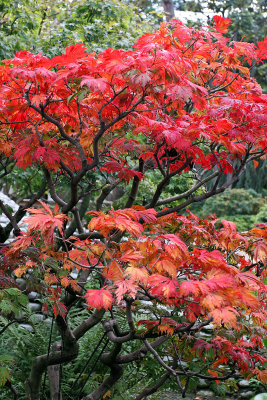 Promenade automnale dans le parc Albert Kahn