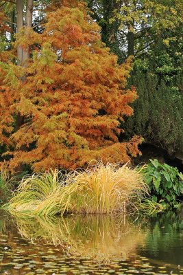 Promenade automnale dans le parc Albert Kahn