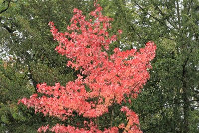 Promenade automnale dans le parc Albert Kahn