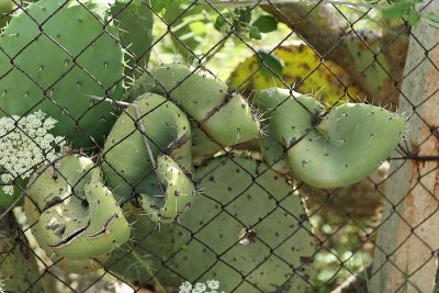 Cactus opportuniste sur l'le de Vulcano, archipel des les Eoliennes