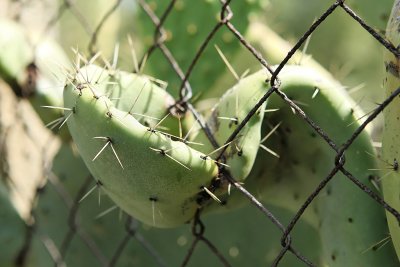 Cactus opportuniste sur l'le de Vulcano, archipel des les Eoliennes