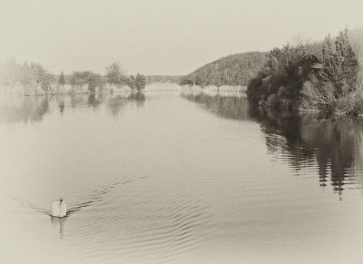 Swan on Nissequogue