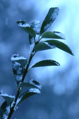 Catching the early flakes.514.JPG