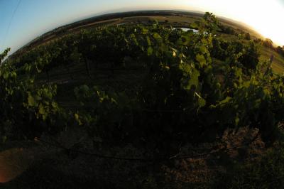 The grapes of the Sovereign Country Lodge