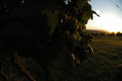 The grapes of the Sovereign Country Lodge
