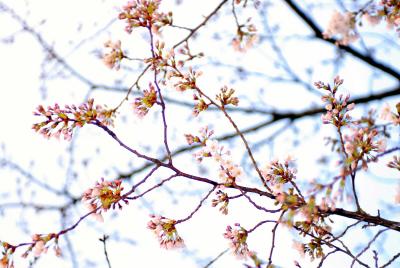 The cherry blossom