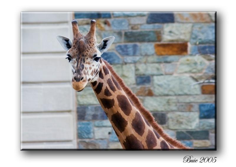 giraffe2.jpg