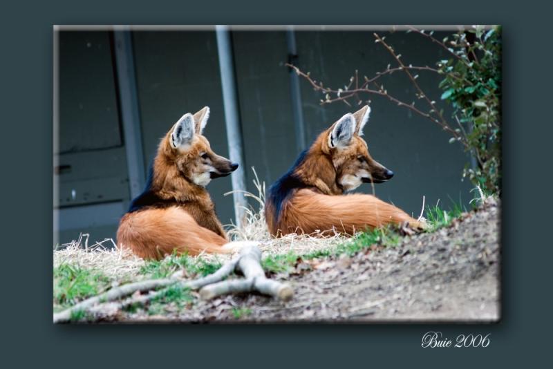 zoo4.jpg