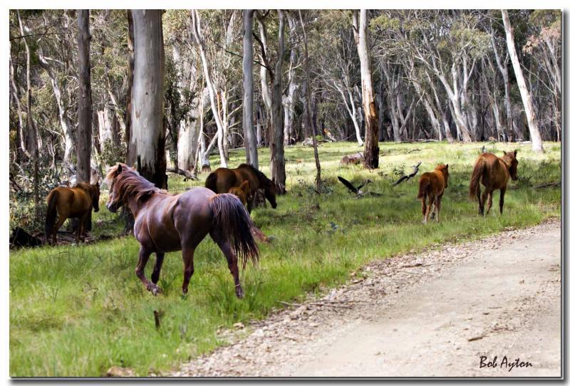 Brumbies_0801.jpg