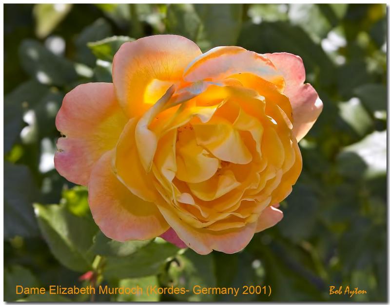 Dame Elizabeth Murdoch Rose.jpg