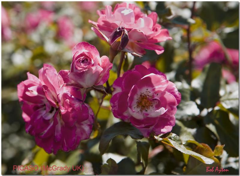 PICASO Rose